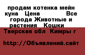 продам котенка мейн-куна › Цена ­ 35 000 - Все города Животные и растения » Кошки   . Тверская обл.,Кимры г.